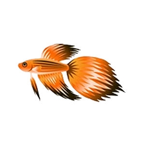 Orange Veiltail Betta